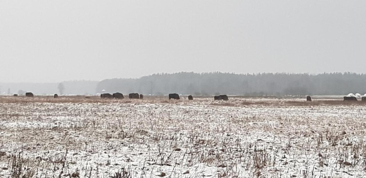 Zdalnie Z Lasu - Siedlisko W Puszczy Bialowieskiej Narewka Kültér fotó