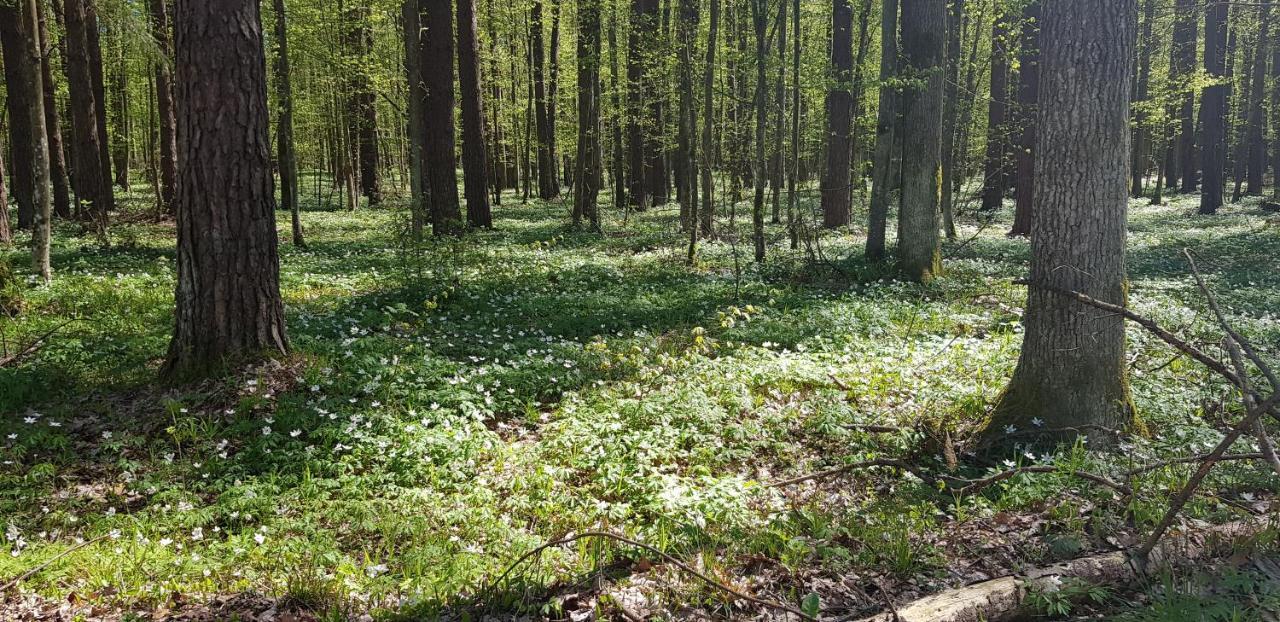 Zdalnie Z Lasu - Siedlisko W Puszczy Bialowieskiej Narewka Kültér fotó