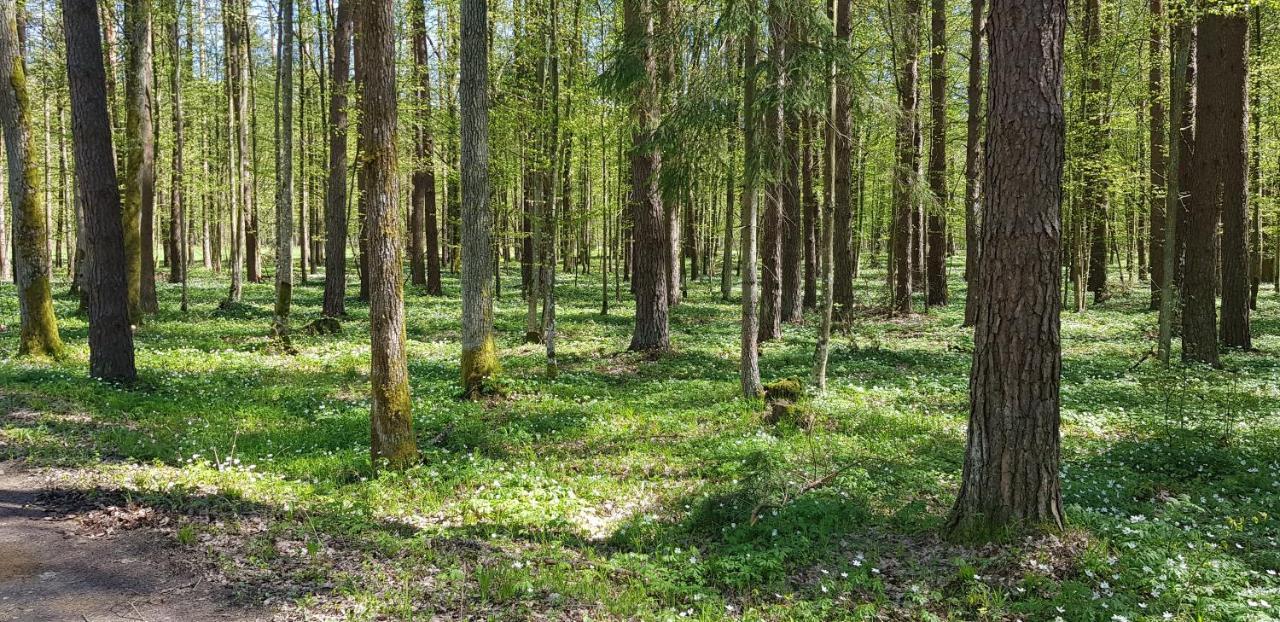 Zdalnie Z Lasu - Siedlisko W Puszczy Bialowieskiej Narewka Kültér fotó